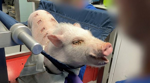 Graphic video exposes monkey abuse in UK weight-loss drug trials.