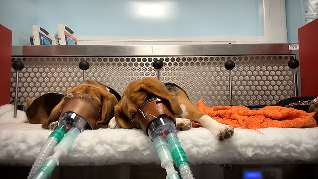 Graphic video exposes monkey abuse in UK weight-loss drug trials.