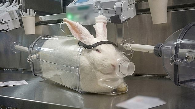 Graphic video exposes monkey abuse in UK weight-loss drug trials.