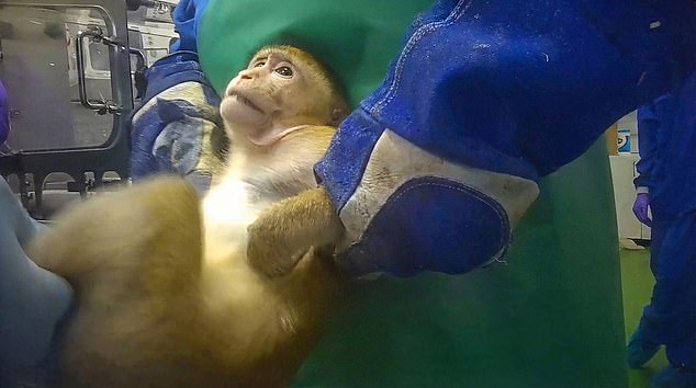 Graphic video exposes monkey abuse in UK weight-loss drug trials.