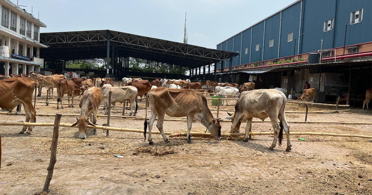 Kolkata's Dhulagarh cattle market faces eerie silence ahead of Eid al-Adha.