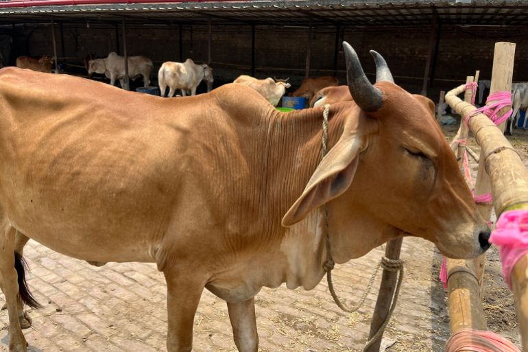 Kolkata's Dhulagarh cattle market faces eerie silence ahead of Eid al-Adha.