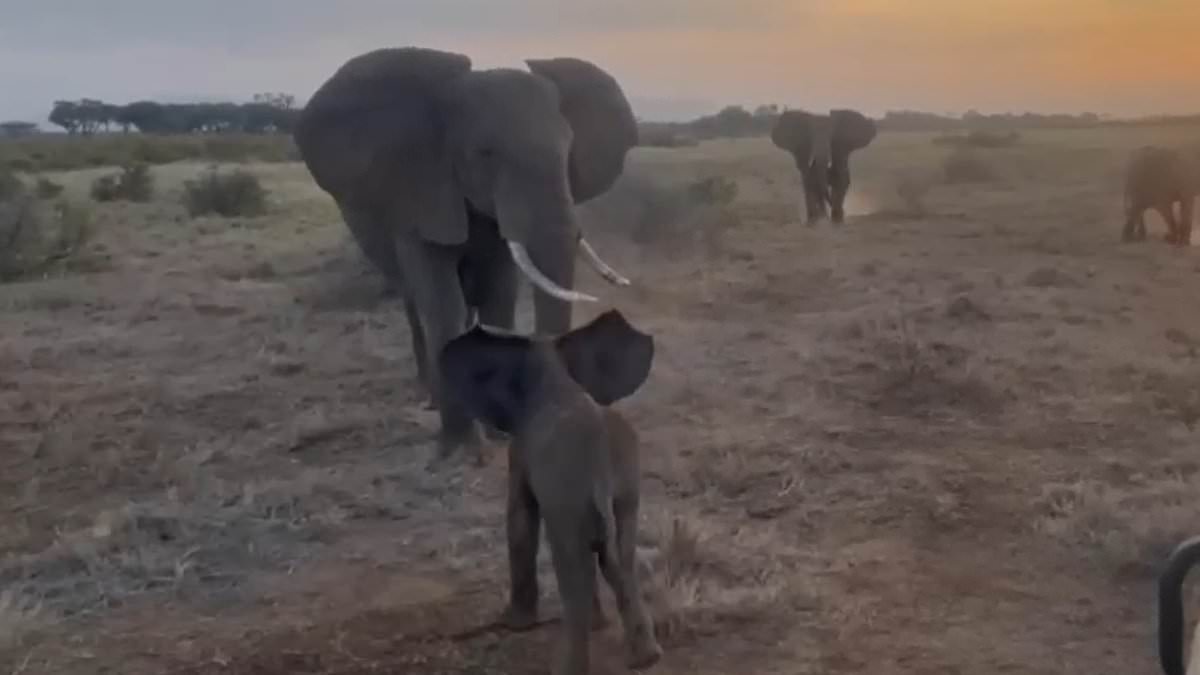 Kenyan orphans reunited with family after wandering into tourist camp.