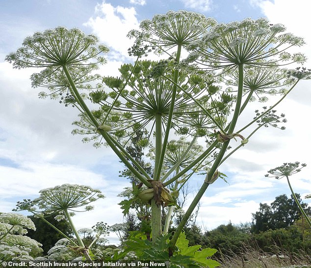 Six-year-old boy suffers severe burns after playing with giant hogweed.
