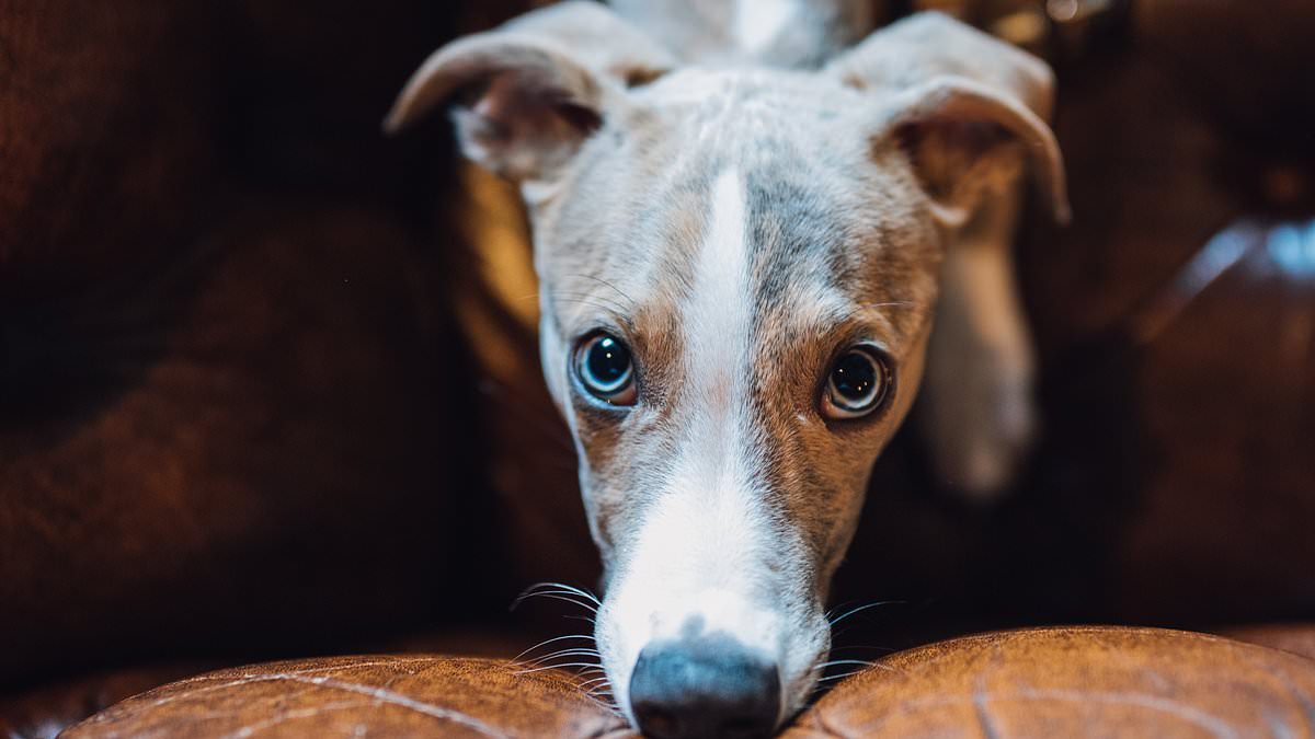 Whippet popularity surges 18% to claim eleventh spot in UK dog rankings.
