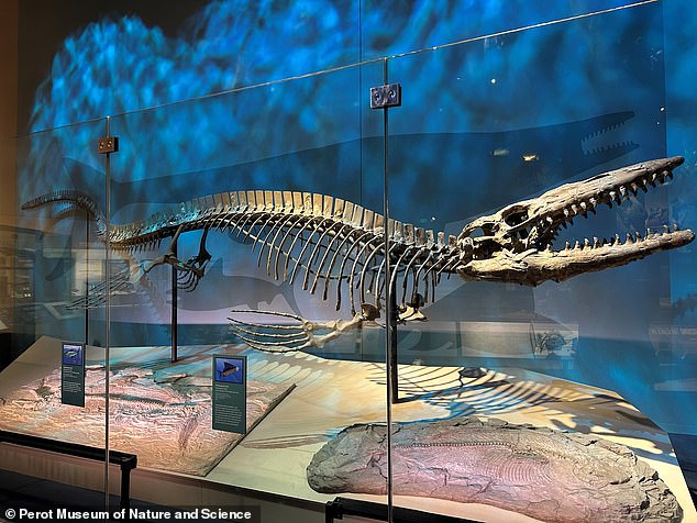 Texas Scientists Identify New Massive Mosasaur Species Named Tylosaurus Rex