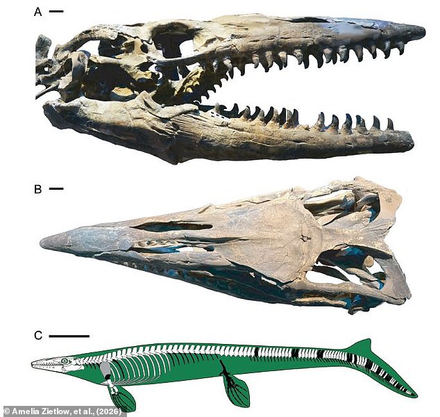 Texas Scientists Identify New Massive Mosasaur Species Named Tylosaurus Rex