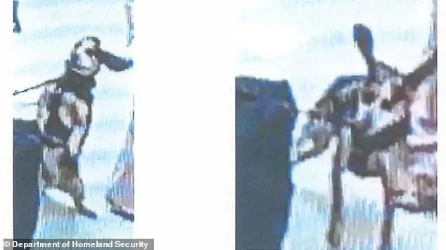 Egyptian Man Deported from Dulles Airport After Allegedly Kicking Agriculture Detector Dog