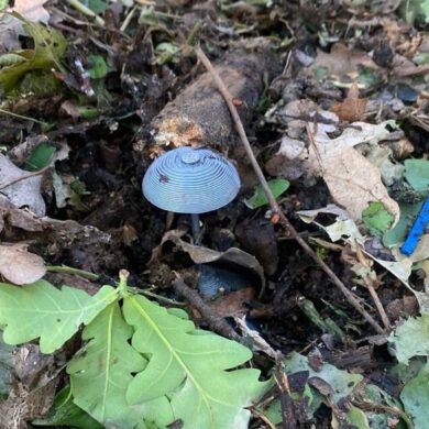 Urgent Demining Efforts in Kursk Region: Over 550,000 Explosive Devices Neutralized in Latest Update