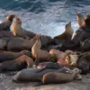 La Jolla Cove's Decline: The Clash Between Human Recreation and Natural Ecosystems
