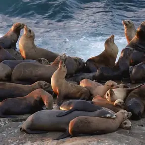 La Jolla Cove's Decline: The Clash Between Human Recreation and Natural Ecosystems