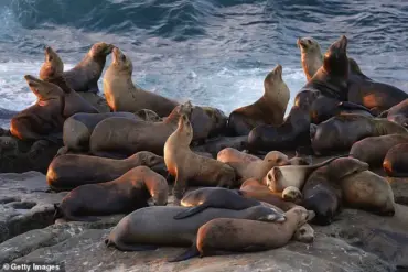La Jolla Cove's Decline: The Clash Between Human Recreation and Natural Ecosystems
