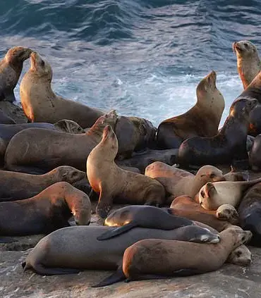 La Jolla Cove's Decline: The Clash Between Human Recreation and Natural Ecosystems
