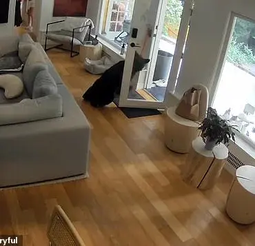 Bizarre Encounter Between Black Bear and Six-Pound Pomeranian Captured on Surveillance Footage in Vancouver