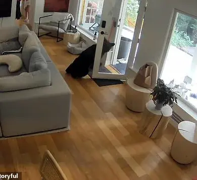 Bizarre Encounter Between Black Bear and Six-Pound Pomeranian Captured on Surveillance Footage in Vancouver