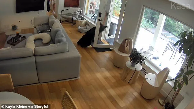 Bizarre Encounter Between Black Bear and Six-Pound Pomeranian Captured on Surveillance Footage in Vancouver