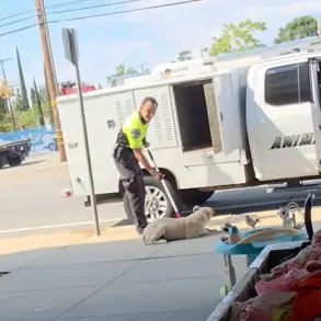 California Animal Control Incident Sparks Debate Over Regulation and Accountability