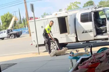California Animal Control Incident Sparks Debate Over Regulation and Accountability