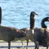Canada Geese Threaten Foster City's Parks and Streets: A Growing Environmental Crisis
