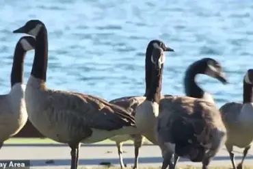Canada Geese Threaten Foster City's Parks and Streets: A Growing Environmental Crisis