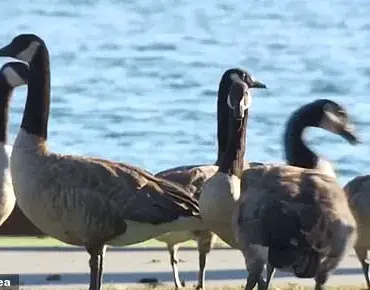 Canada Geese Threaten Foster City's Parks and Streets: A Growing Environmental Crisis