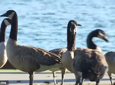 Canada Geese Threaten Foster City's Parks and Streets: A Growing Environmental Crisis