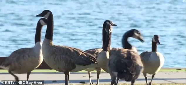 Canada Geese Threaten Foster City's Parks and Streets: A Growing Environmental Crisis