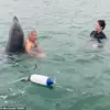 Dolphin Named Reggie: From Playful Buddy to Potential Threat, Experts Warn