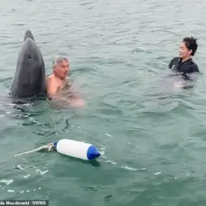 Dolphin Named Reggie: From Playful Buddy to Potential Threat, Experts Warn