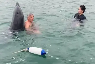 Dolphin Named Reggie: From Playful Buddy to Potential Threat, Experts Warn
