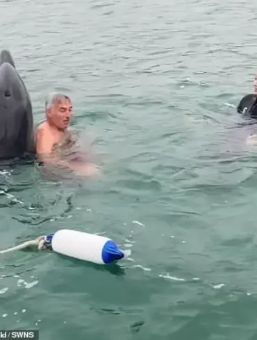 Dolphin Named Reggie: From Playful Buddy to Potential Threat, Experts Warn