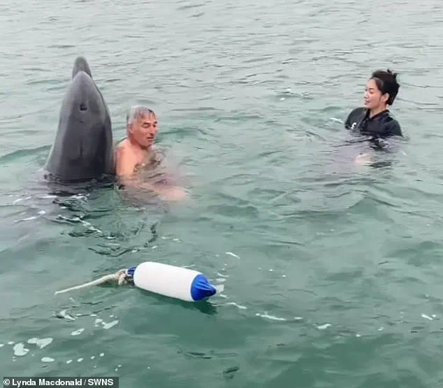 Dolphin Named Reggie: From Playful Buddy to Potential Threat, Experts Warn