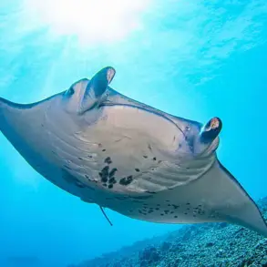 Florida Company Faces Scrutiny Over Captivity and Euthanasia of Rare Manta Ray, Sparking Debate on Marine Conservation Ethics