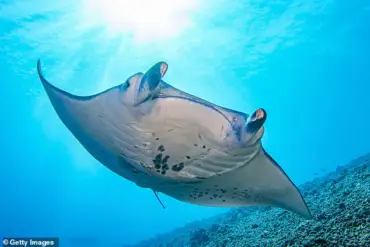 Florida Company Faces Scrutiny Over Captivity and Euthanasia of Rare Manta Ray, Sparking Debate on Marine Conservation Ethics