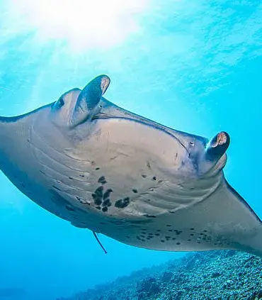 Florida Company Faces Scrutiny Over Captivity and Euthanasia of Rare Manta Ray, Sparking Debate on Marine Conservation Ethics