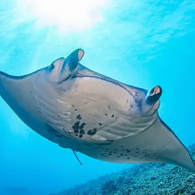 Florida Company Faces Scrutiny Over Captivity and Euthanasia of Rare Manta Ray, Sparking Debate on Marine Conservation Ethics