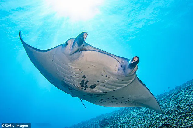Florida Company Faces Scrutiny Over Captivity and Euthanasia of Rare Manta Ray, Sparking Debate on Marine Conservation Ethics