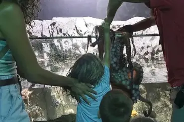 Octopus Encounter at San Antonio Aquarium Leaves 6-Year-Old with Injuries