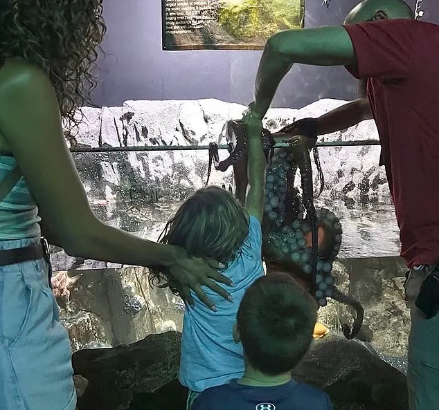 Octopus Encounter at San Antonio Aquarium Leaves 6-Year-Old with Injuries