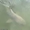 Rare Encounter: Alligator and Lemon Shark Swim Side by Side in South Carolina Waters