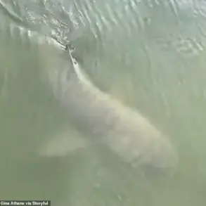 Rare Encounter: Alligator and Lemon Shark Swim Side by Side in South Carolina Waters
