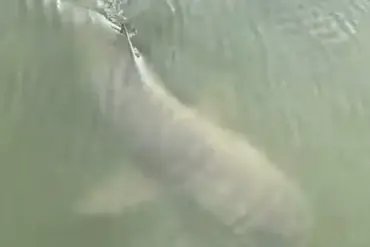 Rare Encounter: Alligator and Lemon Shark Swim Side by Side in South Carolina Waters