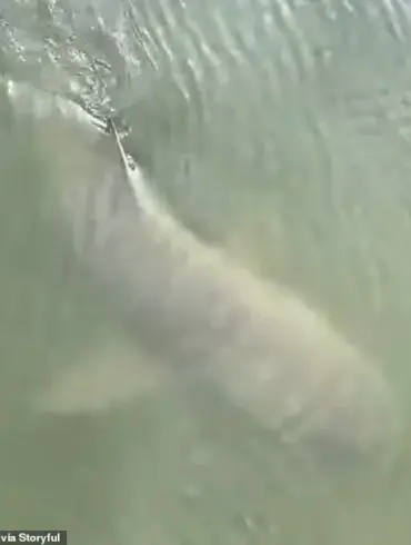 Rare Encounter: Alligator and Lemon Shark Swim Side by Side in South Carolina Waters
