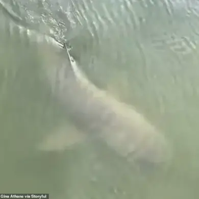 Rare Encounter: Alligator and Lemon Shark Swim Side by Side in South Carolina Waters