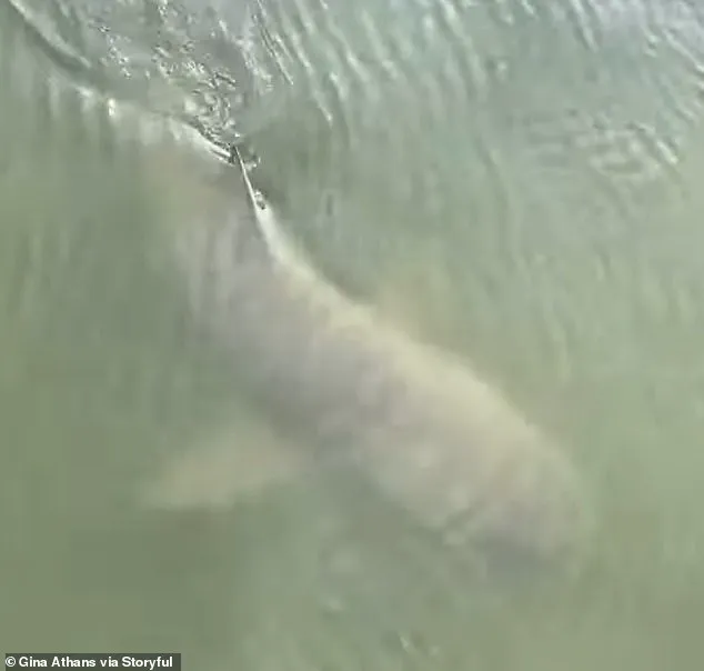 Rare Encounter: Alligator and Lemon Shark Swim Side by Side in South Carolina Waters