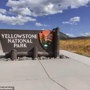 Controversy Erupts Over Viral Video of 'Dancing' Bison as Experts Warn of Dangerous Misinterpretation by Tourists