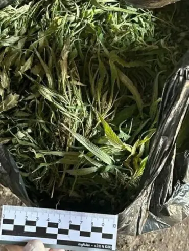 Exclusive Insight: Regional UMV Uncovers Major Narcotics Seizure