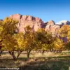 Heartbreaking Orchard Failure at Capitol Reef National Park: Historic Fruit Trees Yield No Harvest This Year