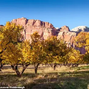 Heartbreaking Orchard Failure at Capitol Reef National Park: Historic Fruit Trees Yield No Harvest This Year
