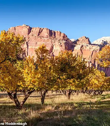 Heartbreaking Orchard Failure at Capitol Reef National Park: Historic Fruit Trees Yield No Harvest This Year